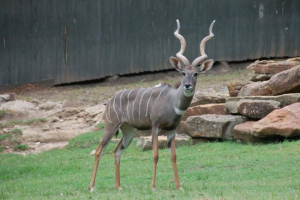 Mały kudo - zmniejszona kopia big kud